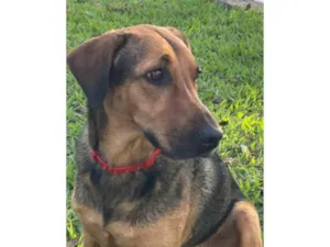 Cachorro raça SRD-ViraLata idade 4 anos nome Zuri