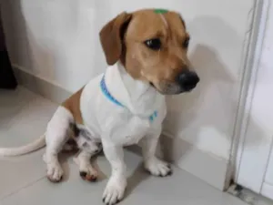 Cachorro raça Basset-Cofap idade 2 anos nome Não  sabemos seu nome 
