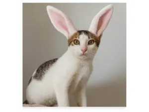 Gato raça SRD-ViraLata idade 2 a 6 meses nome BONITA