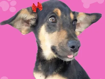 Cachorro raça SRD-ViraLata idade 2 a 6 meses nome Dyana