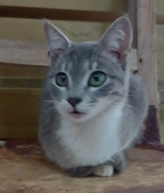 Gato ra a SRD-ViraLata idade 7 a 11 meses nome Silvester