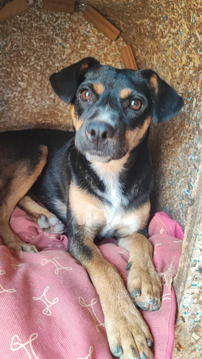Cachorro ra a SRD-ViraLata idade 2 anos nome Melani