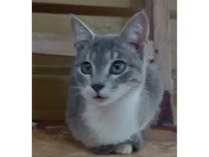 Gato raça SRD-ViraLata idade 7 a 11 meses nome Silvester