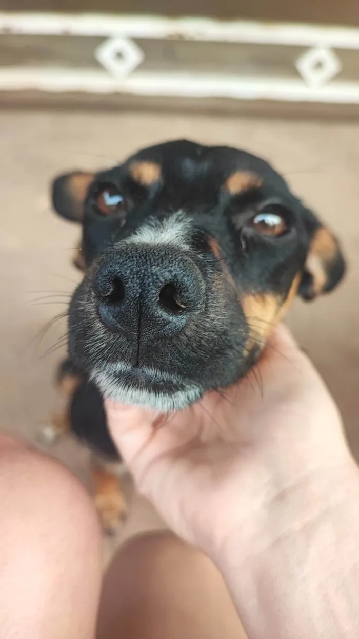 Cachorro ra a SRD-ViraLata idade 2 anos nome Melani