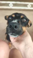 Melani