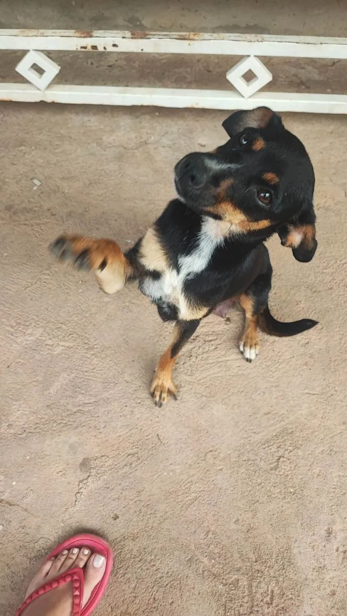 Cachorro ra a SRD-ViraLata idade 2 anos nome Melani