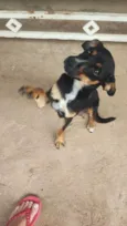 Melani