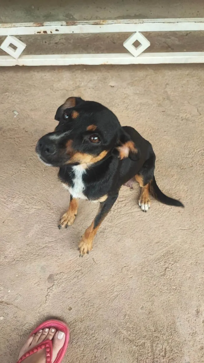 Cachorro ra a SRD-ViraLata idade 2 anos nome Melani