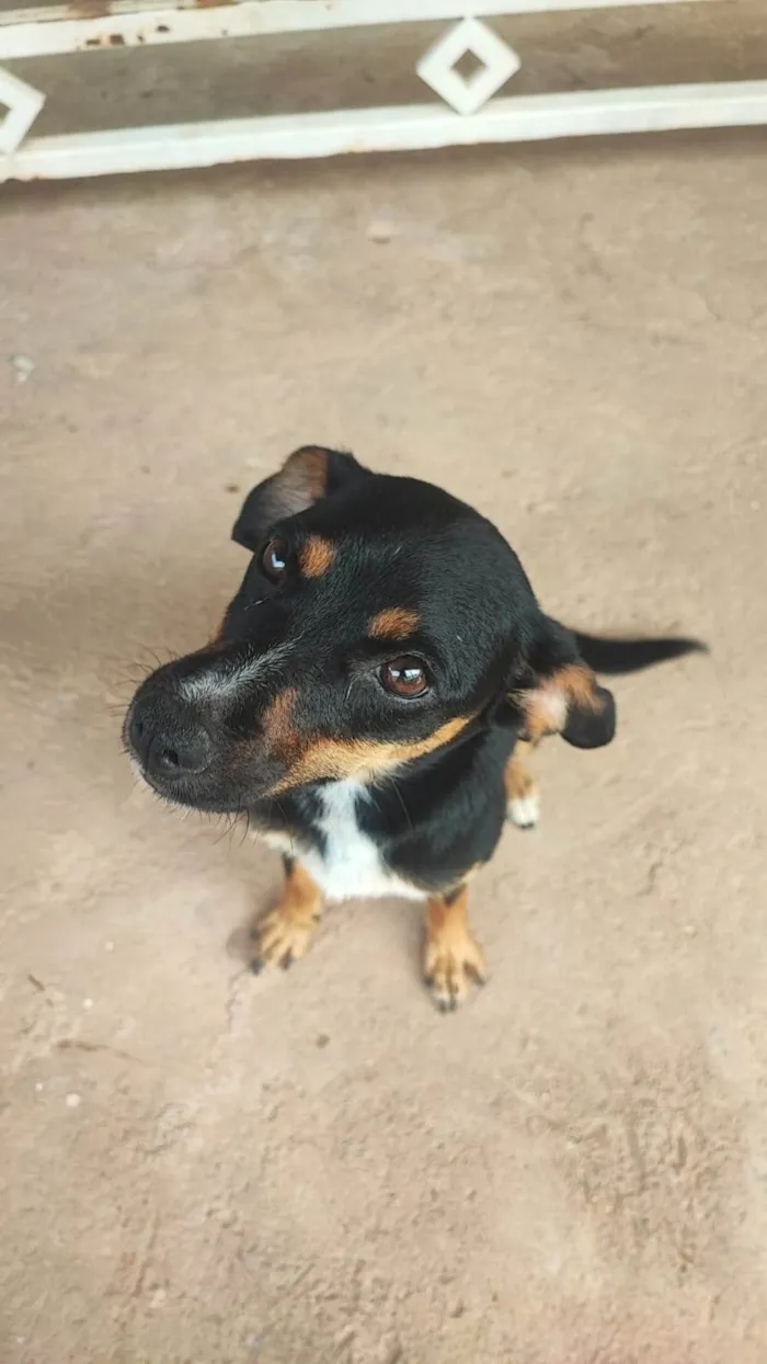Cachorro ra a SRD-ViraLata idade 2 anos nome Melani