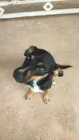 Melani
