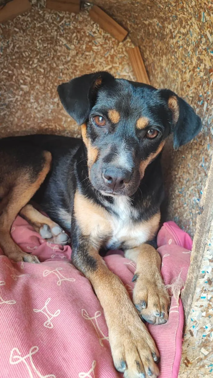 Cachorro ra a SRD-ViraLata idade 2 anos nome Melani