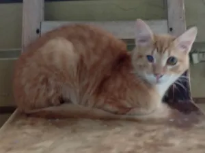 Gato raça SRD-ViraLata idade 7 a 11 meses nome Mr Bean