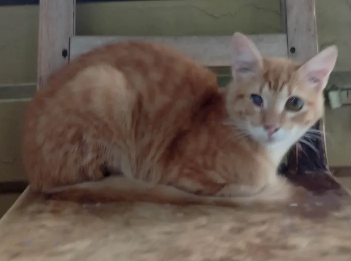 Gato ra a SRD-ViraLata idade 7 a 11 meses nome Mr Bean