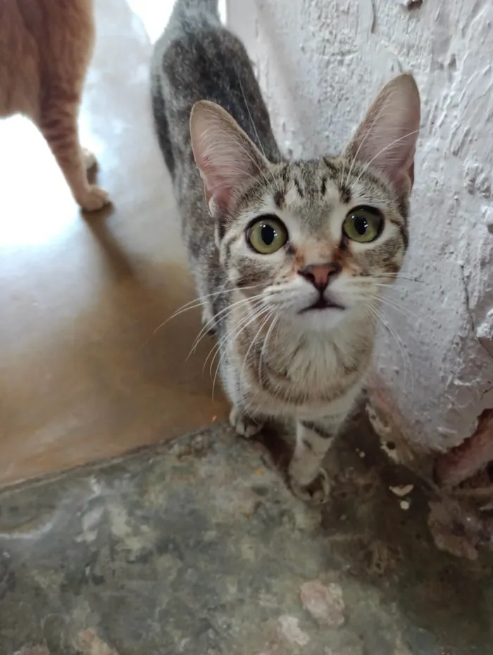 Gato ra a SRD-ViraLata idade 7 a 11 meses nome Margarida