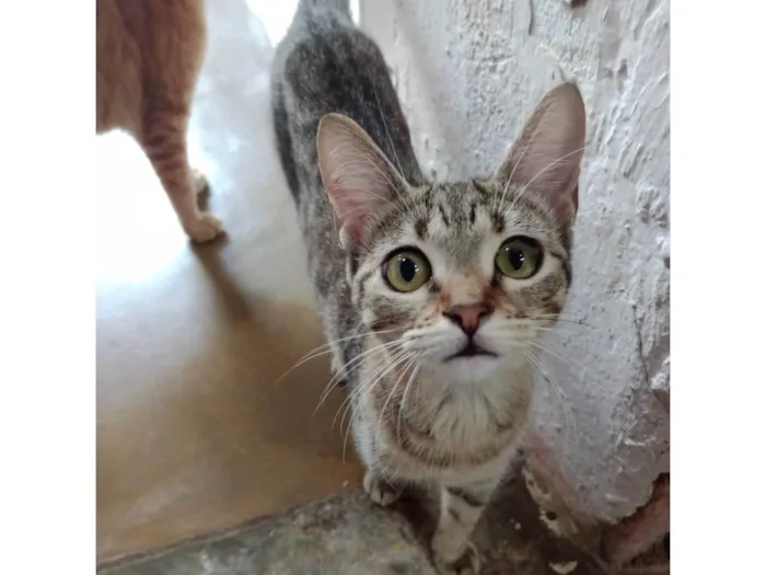 Gato ra a SRD-ViraLata idade 7 a 11 meses nome Margarida