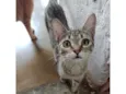 Margarida