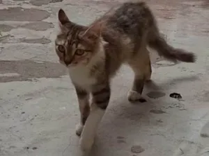 Gato raça SRD-ViraLata idade 7 a 11 meses nome Simona
