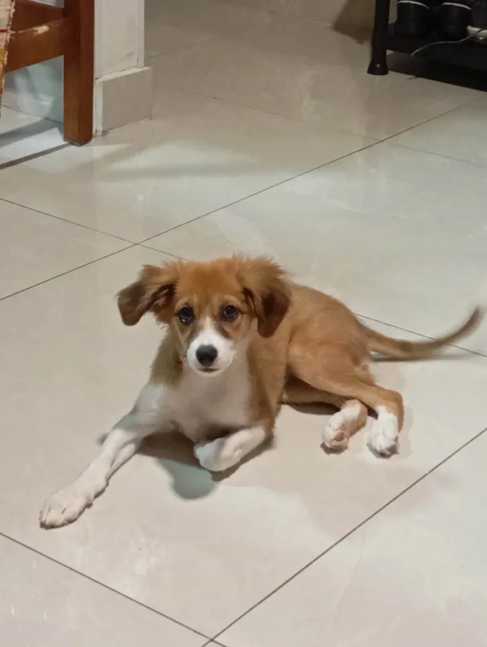 Cachorro ra a SRD-ViraLata idade 2 a 6 meses nome Luna
