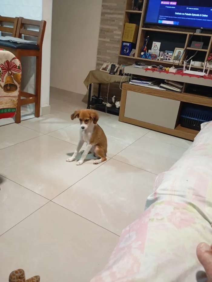 Cachorro ra a SRD-ViraLata idade 2 a 6 meses nome Luna