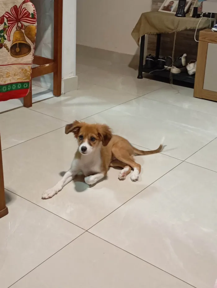 Cachorro ra a SRD-ViraLata idade 2 a 6 meses nome Luna