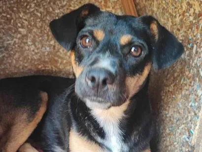 Cachorro raça SRD-ViraLata idade 2 anos nome Melani