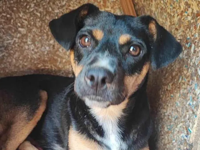 Cachorro ra a SRD-ViraLata idade 2 anos nome Melani