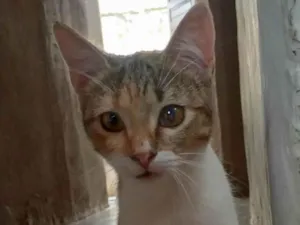 Gato raça SRD-ViraLata idade 7 a 11 meses nome Anne