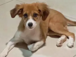 Cachorro raça SRD-ViraLata idade 2 a 6 meses nome Luna