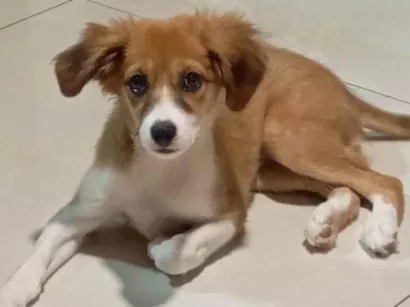 Cachorro raça SRD-ViraLata idade 2 a 6 meses nome Luna