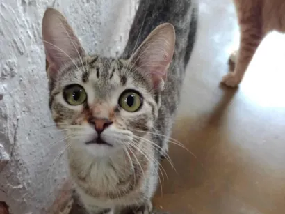 Gato raça SRD-ViraLata idade 7 a 11 meses nome Margarida