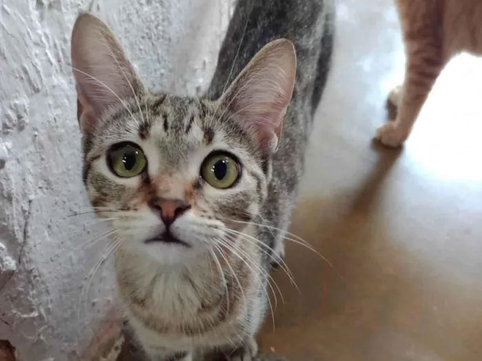 Gato ra a SRD-ViraLata idade 7 a 11 meses nome Margarida