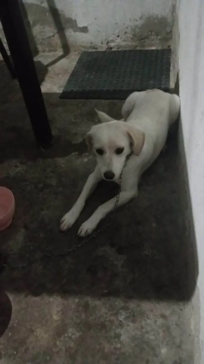 Cachorro ra a SRD-ViraLata idade 2 a 6 meses nome Nenê 
