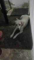 Nenê