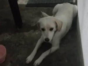 Cachorro raça SRD-ViraLata idade 2 a 6 meses nome Nenê 