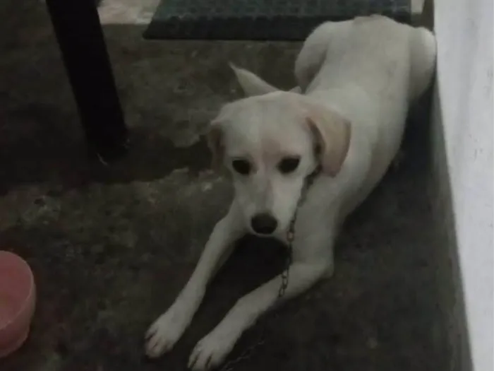 Cachorro ra a SRD-ViraLata idade 2 a 6 meses nome Nenê 