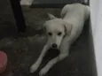 Nenê