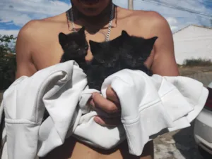 Gato raça SRD-ViraLata idade Abaixo de 2 meses nome Ainda não tem nome