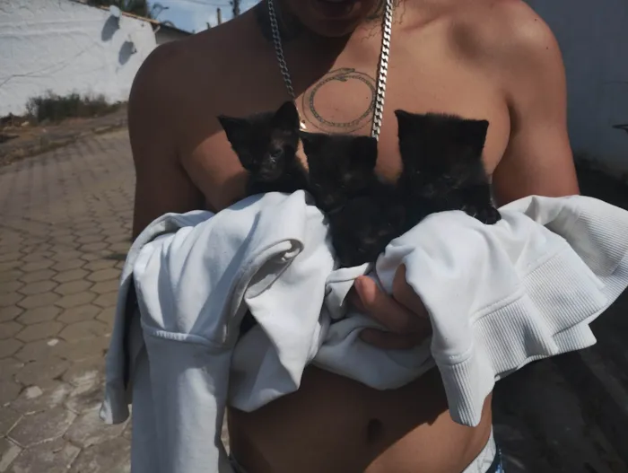 Gato ra a SRD-ViraLata idade Abaixo de 2 meses nome Ainda não tem nome