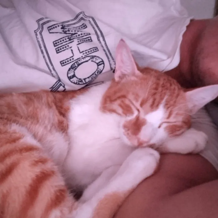 Gato ra a SRD-ViraLata idade 1 ano nome ITALO GLEIMER SOARES DE LACERDA