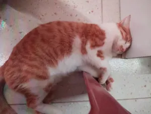Gato raça SRD-ViraLata idade 1 ano nome ITALO GLEIMER SOARES DE LACERDA