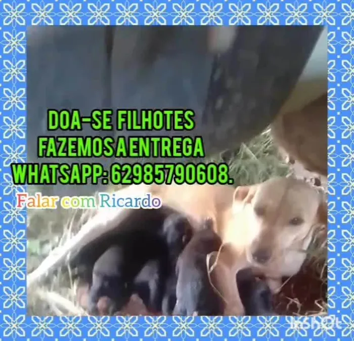 Cachorro ra a SRD-ViraLata idade 2 a 6 meses nome Filhotes 