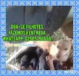 Filhotes