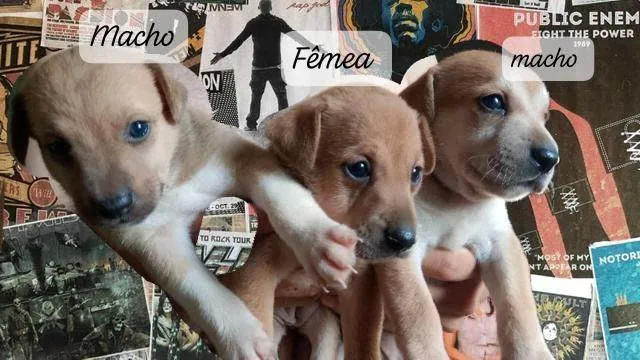 Cachorro ra a SRD-ViraLata idade Abaixo de 2 meses nome Caramelos 