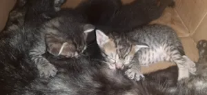 Gato raça SRD-ViraLata idade Abaixo de 2 meses nome Filhotes de gato