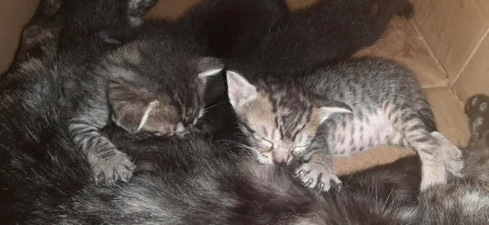 Gato ra a SRD-ViraLata idade Abaixo de 2 meses nome Filhotes de gato