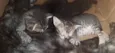 Filhotes de gato