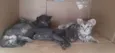 Filhotes de gato