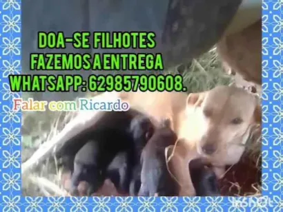 Cachorro raça SRD-ViraLata idade 2 a 6 meses nome Filhotes 