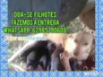 Filhotes