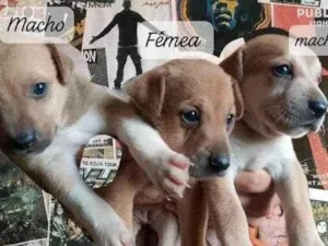 Cachorro raça SRD-ViraLata idade Abaixo de 2 meses nome Caramelos 